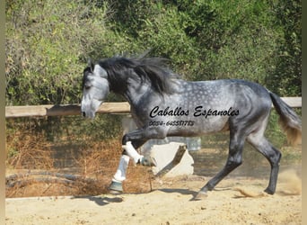PRE, Stallion, 6 years, 15.2 hh, Grey-Dapple