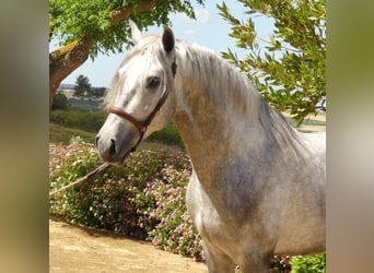 PRE Mix, Stallion, 6 years, 15.2 hh, Grey