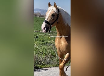 PRE Mix, Stallion, 6 years, 15.2 hh, Palomino