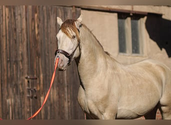 PRE, Stallion, 6 years, 15,2 hh, Pearl