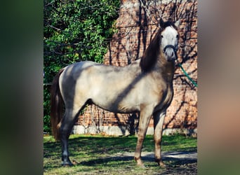 PRE, Stallion, 6 years, 15,2 hh, Pearl