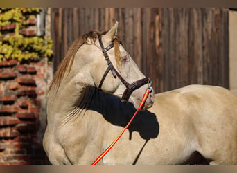 PRE, Stallion, 6 years, 15,2 hh, Pearl