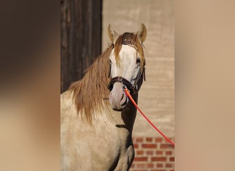 PRE, Stallion, 6 years, 15,2 hh, Pearl