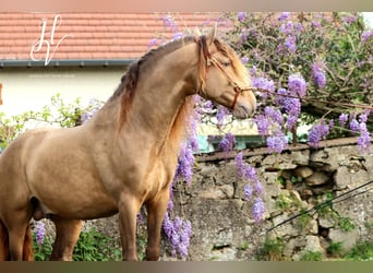 PRE, Stallion, 6 years, 15,2 hh, Pearl