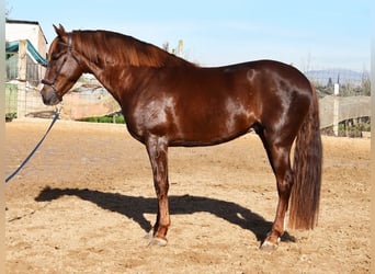 PRE, Stallion, 6 years, 15,3 hh, Chestnut-Red