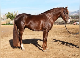 PRE, Stallion, 6 years, 15,3 hh, Chestnut-Red