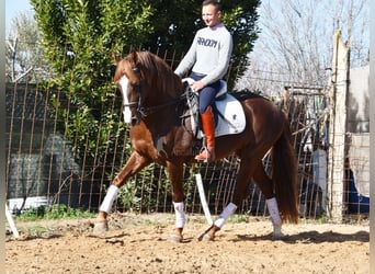 PRE, Stallion, 6 years, 15,3 hh, Chestnut-Red