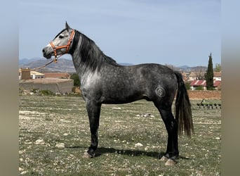 PRE, Stallion, 6 years, 15.3 hh, Gray