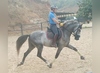 PRE, Stallion, 6 years, 15.3 hh, Gray