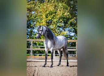 PRE Mix, Stallion, 6 years, 15.3 hh, Grey-Dapple