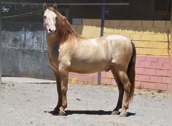 PRE, Stallion, 6 years, 15.3 hh, Pearl