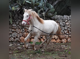 PRE, Stallion, 6 years, 15 hh, Perlino