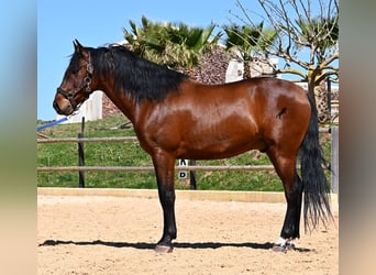 PRE Mix, Stallion, 6 years, 15,1 hh, Brown