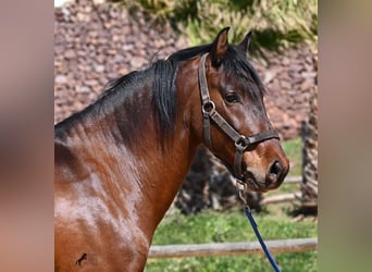 PRE Mix, Stallion, 6 years, 15,1 hh, Brown