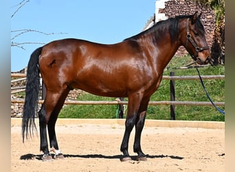 PRE Mix, Stallion, 6 years, 15,1 hh, Brown