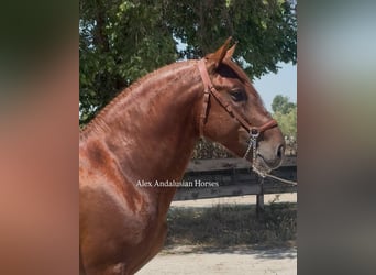 PRE Mix, Stallion, 6 years, 15,2 hh, Chestnut-Red