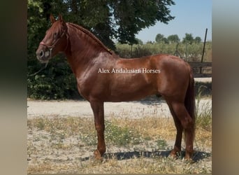 PRE Mix, Stallion, 6 years, 15,2 hh, Chestnut-Red