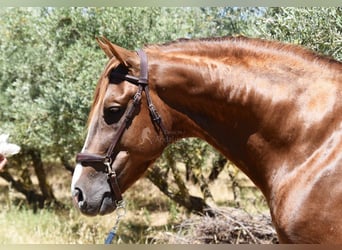 PRE, Stallion, 6 years, 15,2 hh, Chestnut-Red