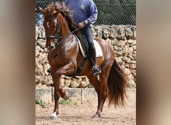 PRE Mix, Stallion, 6 years, 15,2 hh, Chestnut-Red