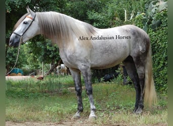 PRE Mix, Stallion, 6 years, 15,2 hh, Grey