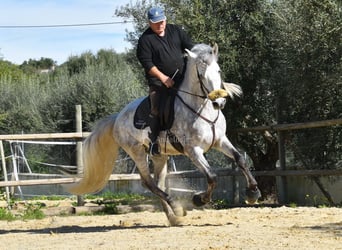 PRE, Stallion, 6 years, 15,3 hh, Grey