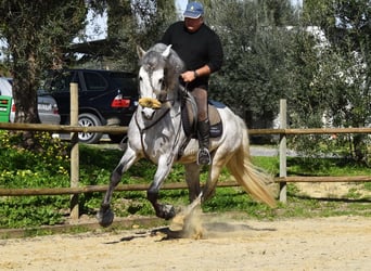 PRE, Stallion, 6 years, 15,3 hh, Grey