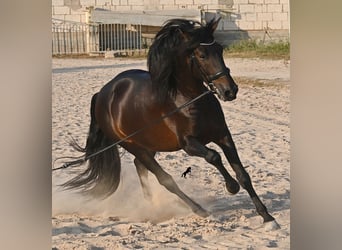 PRE Mix, Stallion, 6 years, 16.1 hh, Bay-Dark