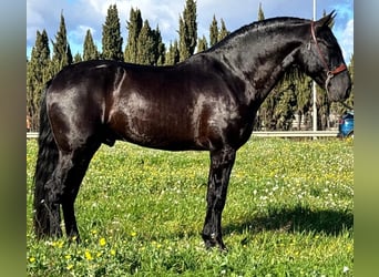 PRE, Stallion, 6 years, 16.1 hh, Black