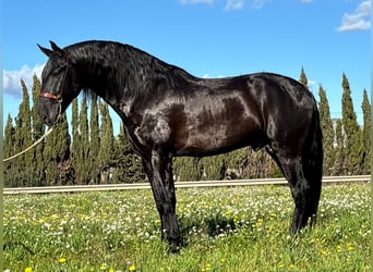 PRE, Stallion, 6 years, 16.1 hh, Black