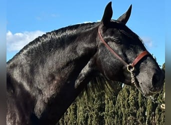 PRE, Stallion, 6 years, 16.1 hh, Black