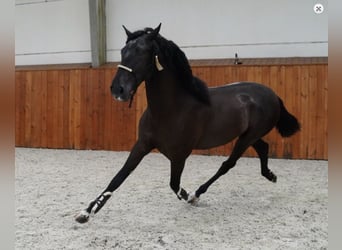 PRE Mix, Stallion, 6 years, 16.1 hh, Black