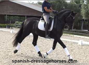 PRE Mix, Stallion, 6 years, 16,1 hh, Black