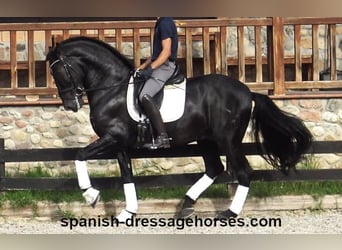 PRE Mix, Stallion, 6 years, 16,1 hh, Black