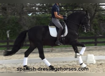 PRE Mix, Stallion, 6 years, 16,1 hh, Black