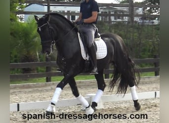 PRE Mix, Stallion, 6 years, 16,1 hh, Black