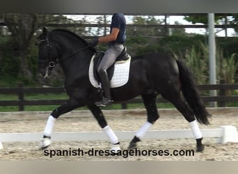 PRE Mix, Stallion, 6 years, 16,1 hh, Black