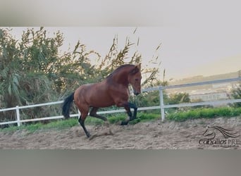 PRE, Stallion, 6 years, 16.1 hh, Brown