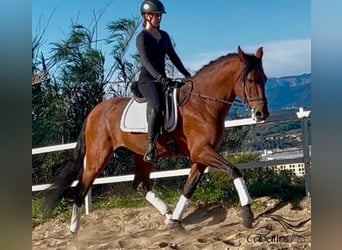 PRE Mix, Stallion, 6 years, 16,1 hh, Brown