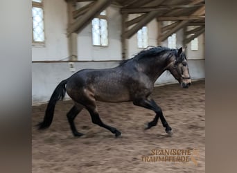 PRE Mix, Stallion, 6 years, 16.1 hh, Dun