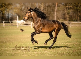PRE Mix, Stallion, 6 years, 16.1 hh, Dun