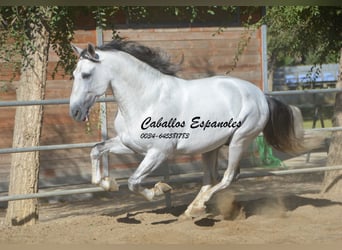 PRE, Stallion, 6 years, 16,1 hh, Gray