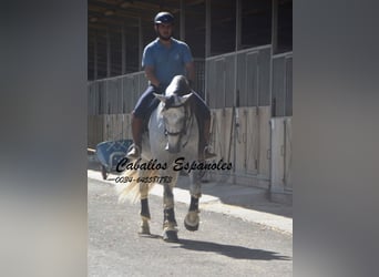 PRE, Stallion, 6 years, 16,1 hh, Gray