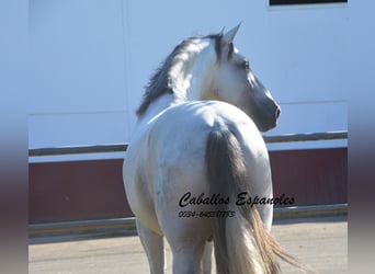 PRE, Stallion, 6 years, 16,1 hh, Gray