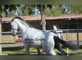 PRE, Stallion, 6 years, 16,1 hh, Gray