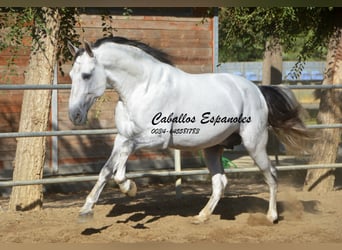 PRE, Stallion, 6 years, 16,1 hh, Gray