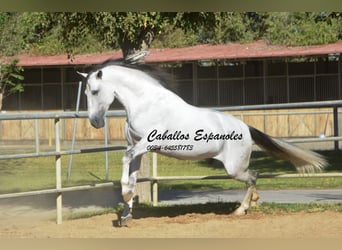 PRE, Stallion, 6 years, 16,1 hh, Gray