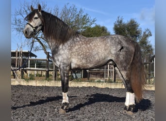 PRE, Stallion, 6 years, 16.1 hh, Gray