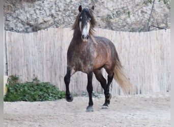 PRE, Stallion, 6 years, 16.1 hh, Gray
