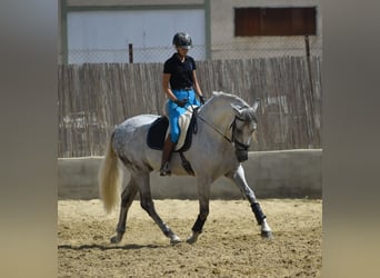 PRE Mix, Stallion, 6 years, 16.1 hh, Grey-Dapple PRE Mix, Stallion, 6 years, 16.1 hh, Grey-Dapple
