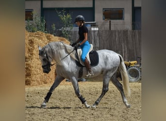 PRE Mix, Stallion, 6 years, 16.1 hh, Grey-Dapple PRE Mix, Stallion, 6 years, 16.1 hh, Grey-Dapple